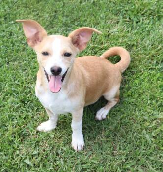 Chiweenie Dogs Available for Adoption in Winchester, Tennessee - Leon | PetCurious