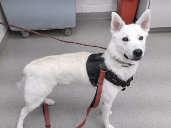YOYO -  Siberian Husky and German Shepherd Dog Dog for Adoption in Omaha, Nebraska - YOYO | PetCurious