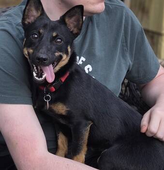 Lancashire Heeler Dogs Available for Adoption in Baker City, Oregon - Turbo | PetCurious
