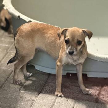 Smiley -  Chihuahua Dog for Adoption in Locust Fork, Alabama - Smiley | PetCurious