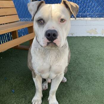 Rescue Pit Bull Terrier Dogs for Adoption in Hawthorne, California - Russet | PetCurious