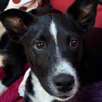Hound and Mixed Breed Dogs Available for Adoption in Falls Church, Virginia - Spunky Pups: Kai | PetCurious