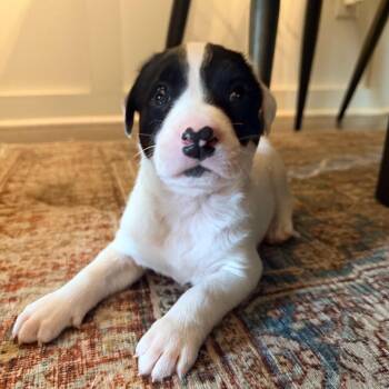 Orbiter -  Pit Bull Terrier and Mixed Breed Dog for Adoption in Durham, North Carolina - Orbiter | PetCurious
