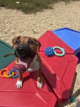 Nomar -  Pit Bull Terrier and Mixed Breed Dog for Adoption in New Orleans, Louisiana - Nomar | PetCurious