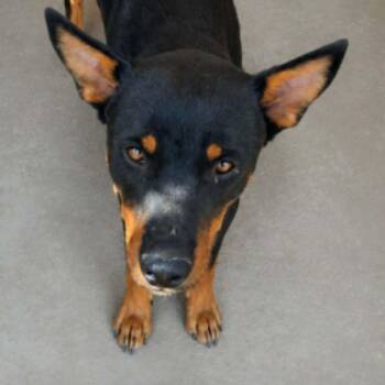 Tucker -  Doberman Pinscher and Labrador Retriever Dog for Adoption in Kingman, Arizona - Tucker | PetCurious