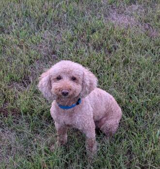 Mason -  Poodle Dog for Adoption in Sioux Falls, South Dakota - Mason | PetCurious