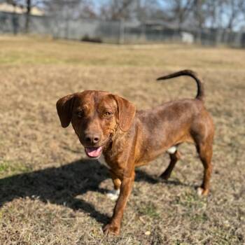 Beagle and Mixed Breed Dogs Available for Adoption - Jasper | PetCurious