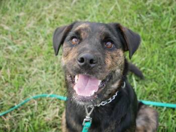 Raisin -  Rottweiler Dog for Adoption in Shiloh, Illinois - Raisin | PetCurious