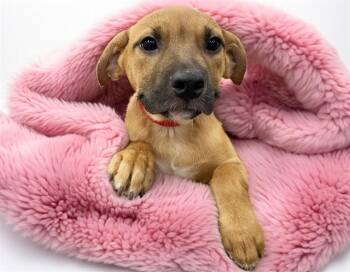 BLYTHE -  Labrador Retriever and Mixed Breed Dog for Adoption in Fort Lauderdale, Florida - BLYTHE | PetCurious