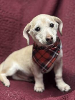 Dachshund and Chihuahua Dogs Available for Adoption - Wiggly  | PetCurious