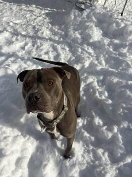 Pit Bull Terrier Dogs Available for Adoption - Cassius | PetCurious