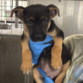 German Shepherd Dog Dogs Available for Adoption in Los Angeles, California - Norton A2262404 | PetCurious