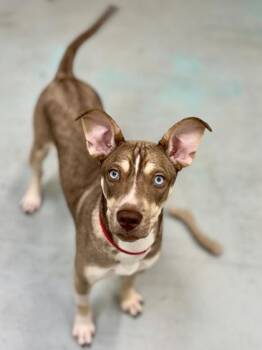 Miami - 2 -  Husky and American Staffordshire Terrier Dog for Adoption in Daytona Beach, Florida - Miami - 2 | PetCurious