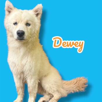Rescue Husky Dogs for Adoption in Scottsdale, Arizona - Dewey | PetCurious