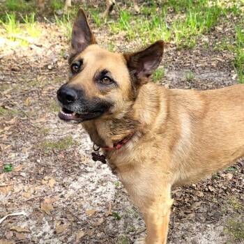 Belgian Shepherd Malinois and Corgi Dogs Available for Adoption - Kai | PetCurious