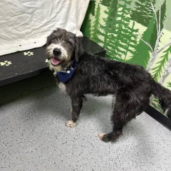 Old English Sheepdog and Labrador Retriever Dogs Available for Adoption in Logan, Utah - Electro | PetCurious