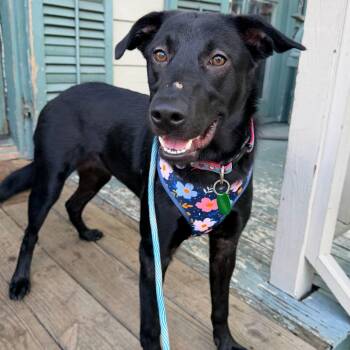 Gemma June -  Shepherd and Labrador Retriever Dog for Adoption in Abbotsford, British Columbia - Gemma June | PetCurious