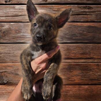 Victor -  Dutch Shepherd and German Shepherd Dog Dog for Adoption in Las Vegas, Nevada - Victor | PetCurious
