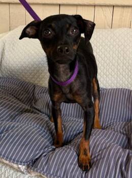 Snoop -  Chihuahua Dog for Adoption in Fort Worth, Texas - Snoop | PetCurious