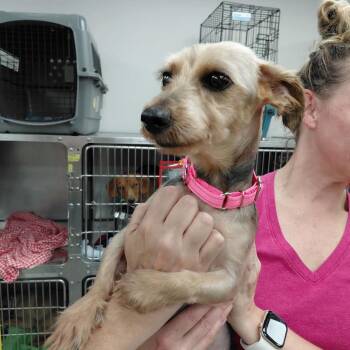 Geoffrey -  Mixed Breed Dog for Adoption in Fredericksburg, Virginia - Geoffrey | PetCurious
