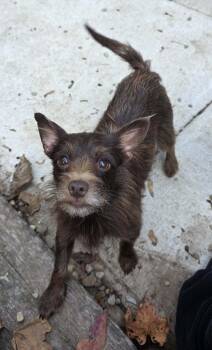 Rescue Terrier Dogs for Adoption in Woodsfield, Ohio - Millie | PetCurious