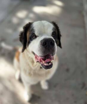 Zoey -  Saint Bernard Dog for Adoption in Plover, Wisconsin - Zoey | PetCurious