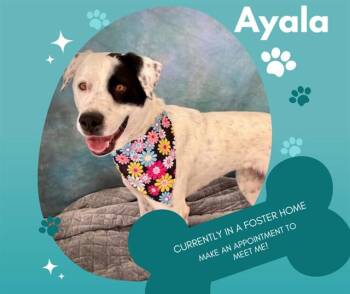 Pointer and Great Pyrenees Dogs Available for Adoption - AYALA | PetCurious