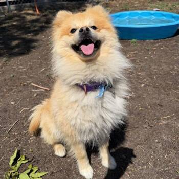Pomeranian and Mixed Breed Dogs Available for Adoption in Aurora, Colorado - FANTA | PetCurious