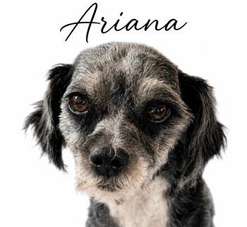 Ariana -  Mixed Breed and Shih Tzu Dog for Adoption in Sylvania, Georgia - Ariana | PetCurious