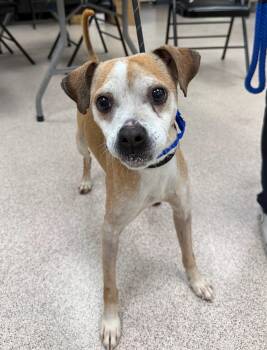 Chihuahua Dogs Available for Adoption in Teterboro, New Jersey - Parker | PetCurious