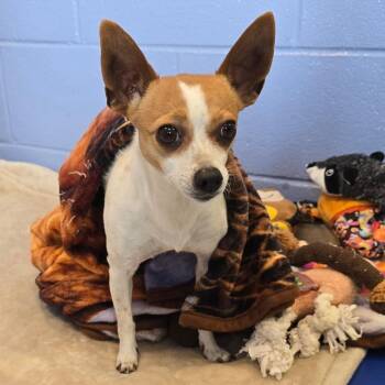 Chihuahua Dogs Available for Adoption - Chloe | PetCurious