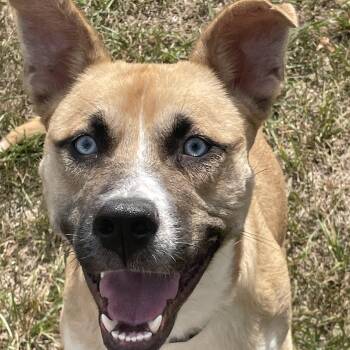 Dublin Courtesy Listed -  German Shepherd Dog and American Staffordshire Terrier Dog for Adoption in Midland, Michigan - Dublin Courtesy Listed | PetCurious