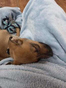 German Shepherd Dog Dogs Available for Adoption - Lemon Meringue | PetCurious