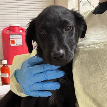 Labrador Retriever Dogs Available for Adoption in Pekin, Illinois - Miley Cyrus | PetCurious