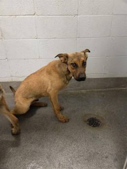 German Shepherd Dog and Mixed Breed Dogs Available for Adoption - TOPAZ | PetCurious
