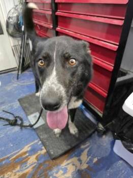 Rhonda -  Border Collie and Siberian Husky Dog for Adoption in Simcoe, Ontario - Rhonda | PetCurious