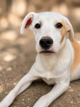 Syracuse -  Mixed Breed Dog for Adoption in Lindenhurst, New York - Syracuse | PetCurious