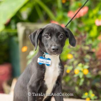 Kung Pao -  Labrador Retriever Dog for Adoption in Wake Forest, North Carolina - Kung Pao | PetCurious