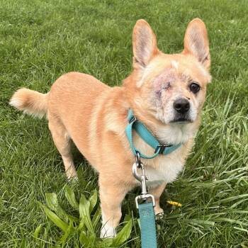 Tom -  Mixed Breed Dog for Adoption in Fairport, New York - Tom | PetCurious