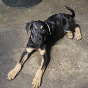 Backpack -  Mixed Breed Dog for Adoption in Dayton, Ohio - Backpack | PetCurious