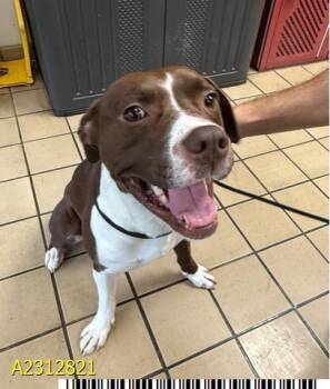 Rescue Mixed Breed Dogs for Adoption in West Palm Beach, Florida - KOBE | PetCurious