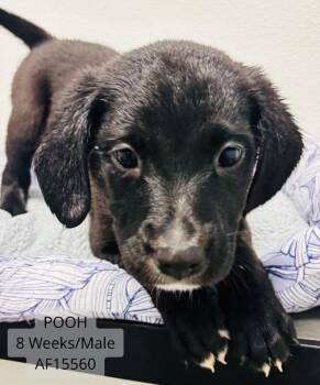 Pooh -  Pit Bull Terrier and Labrador Retriever Dog for Adoption - Pooh | PetCurious