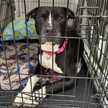 Straw -  Mixed Breed Dog for Adoption in Philadelphia, Pennsylvania - Straw | PetCurious