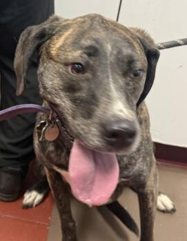Plott Hound Dogs Available for Adoption - Kali | PetCurious