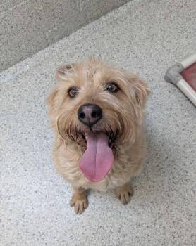 Golden Retriever and Poodle Dogs Available for Adoption in Bowling Green, Ohio - Millie | PetCurious
