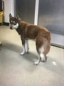 Rescue Husky and Mixed Breed Dogs for Adoption in Fort Worth, Texas - 59697706 | PetCurious