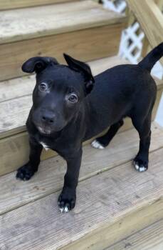 Rescue Mixed Breed Dogs for Adoption in Shorewood, Illinois - Oogie | PetCurious