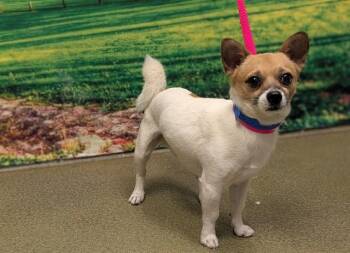 A553398 -  Chihuahua and Mixed Breed Dog for Adoption in Moreno Valley, California - A553398 | PetCurious