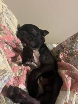 Rescue Boston Terrier Dogs for Adoption in Knoxville, Tennessee - Shrek | PetCurious