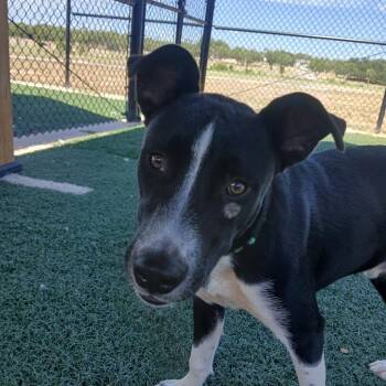 Zipper -  Collie and Mixed Breed Dog for Adoption in Abilene, Texas - Zipper | PetCurious